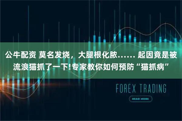 公牛配资 莫名发烧，大腿根化脓…… 起因竟是被流浪猫抓了一下!专家教你如何预防“猫抓病”